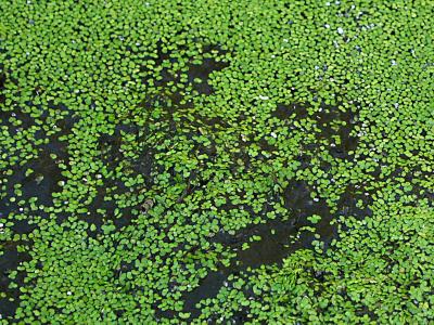 A swamp