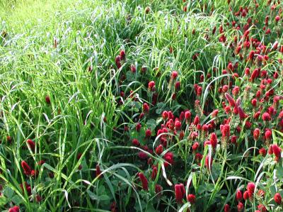 A Beautiful Meadow