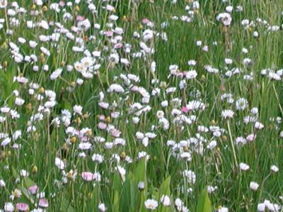 A Beautiful Meadow