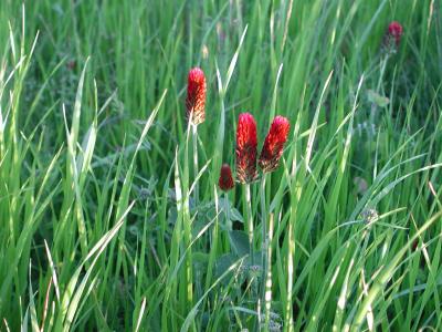 A Beautiful Meadow