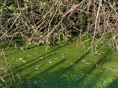 A swamp