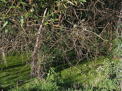 A swamp