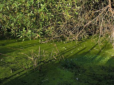 A swamp