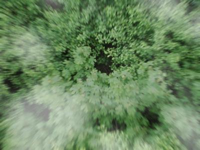 a forest, from above